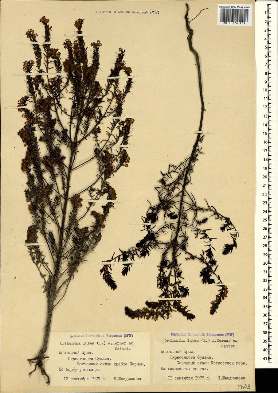 Odontites luteus (L.) Clairv., Crimea (KRYM) (Russia)
