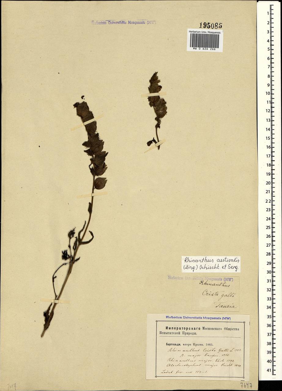 Rhinanthus serotinus var. vernalis (N. W. Zinger) Janch., Crimea (KRYM) (Russia)