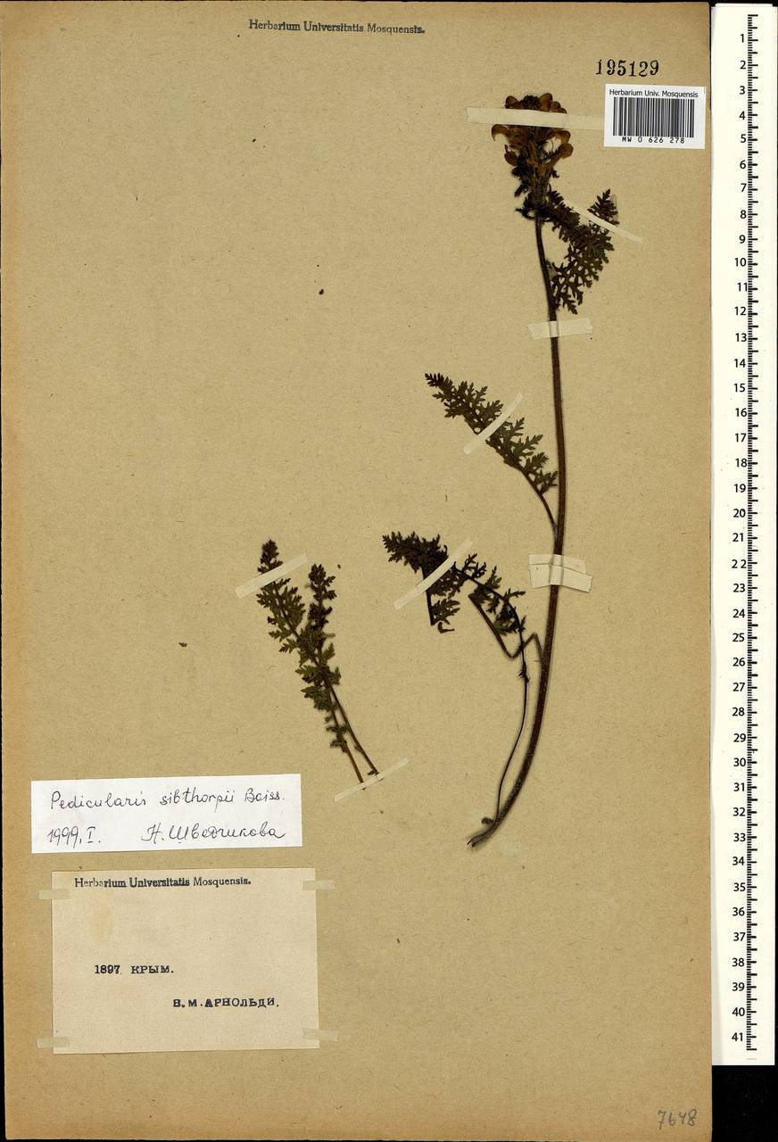 Pedicularis sibthorpii Boiss., Crimea (KRYM) (Russia)