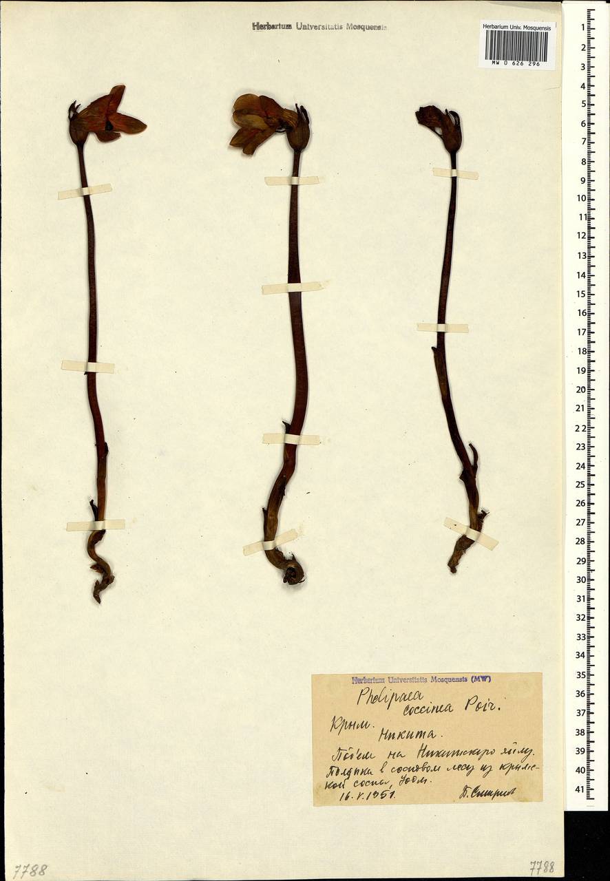 Diphelypaea coccinea (M. Bieb.) Nicolson, Crimea (KRYM) (Russia)