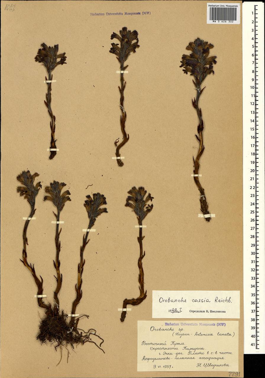 Phelipanche caesia (Rchb.) Soják, Crimea (KRYM) (Russia)