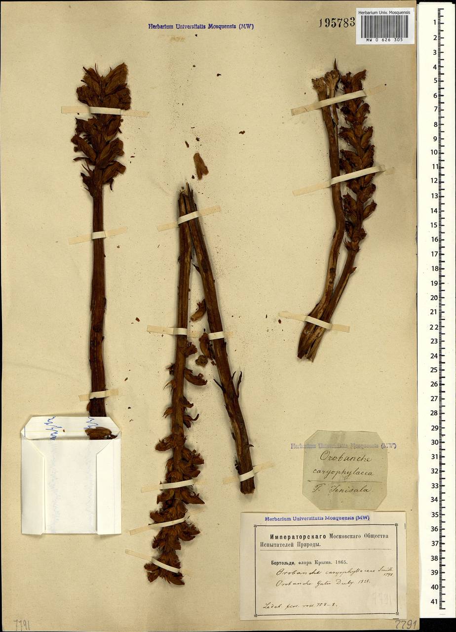 Orobanche caryophyllacea Sm., Crimea (KRYM) (Russia)