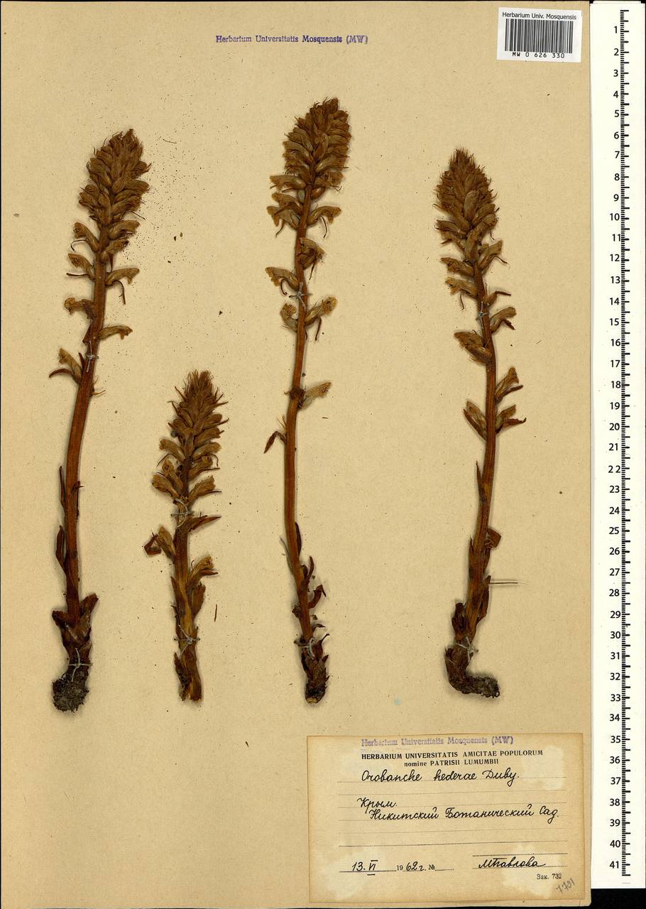 Orobanche hederae Duby, Crimea (KRYM) (Russia)