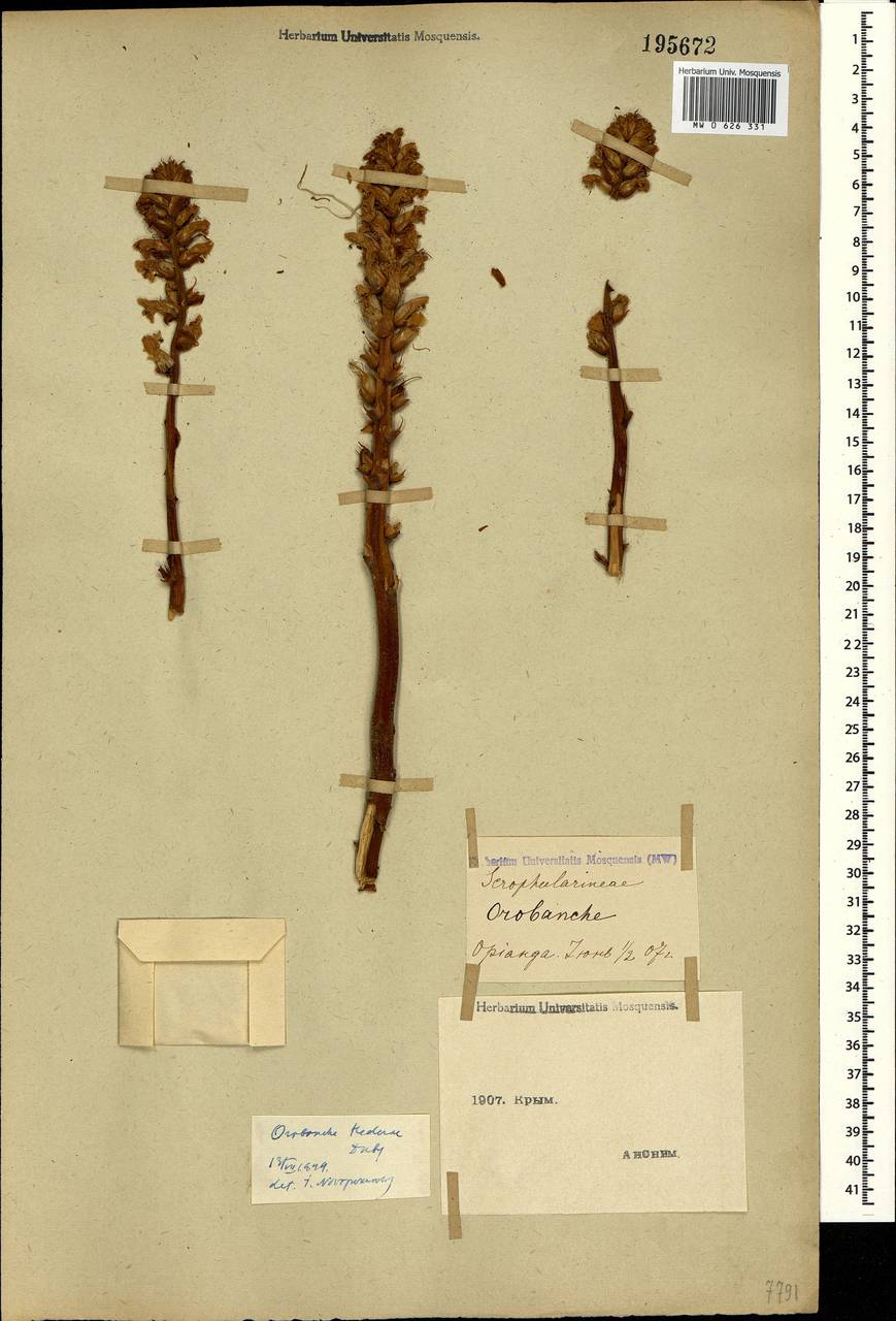 Orobanche hederae Duby, Crimea (KRYM) (Russia)