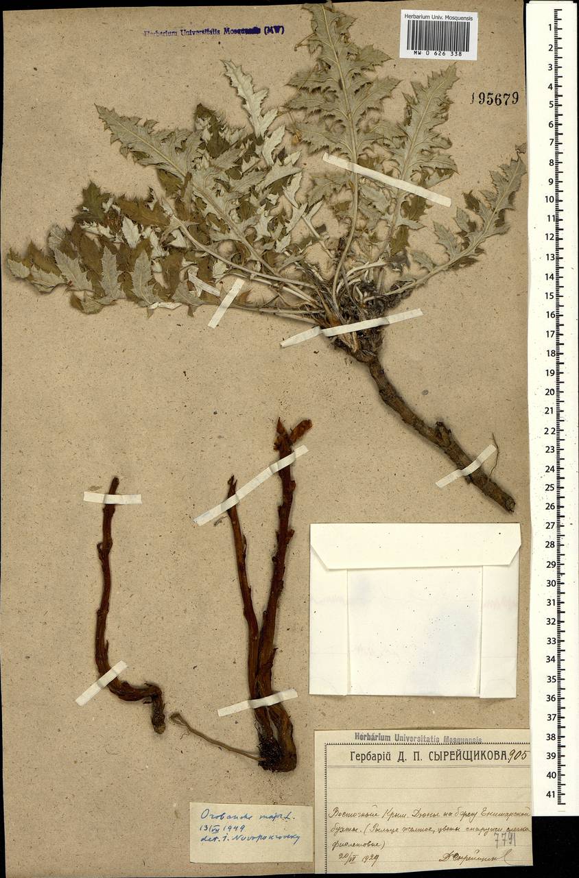 Orobanche elatior Sutton, Crimea (KRYM) (Russia)