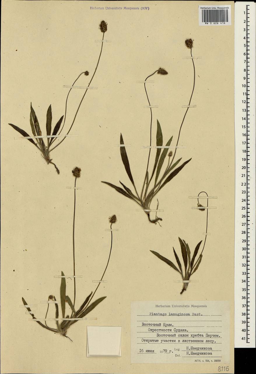 Plantago lanceolata L., Crimea (KRYM) (Russia)