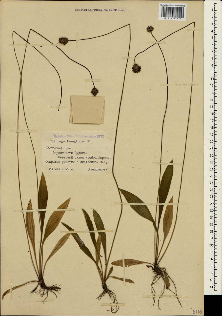 Plantago lanceolata L., Crimea (KRYM) (Russia)