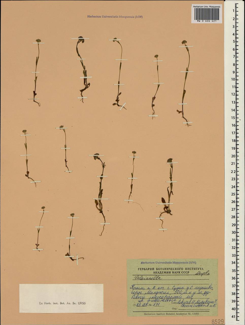 Valerianella carinata Loisel., Crimea (KRYM) (Russia)