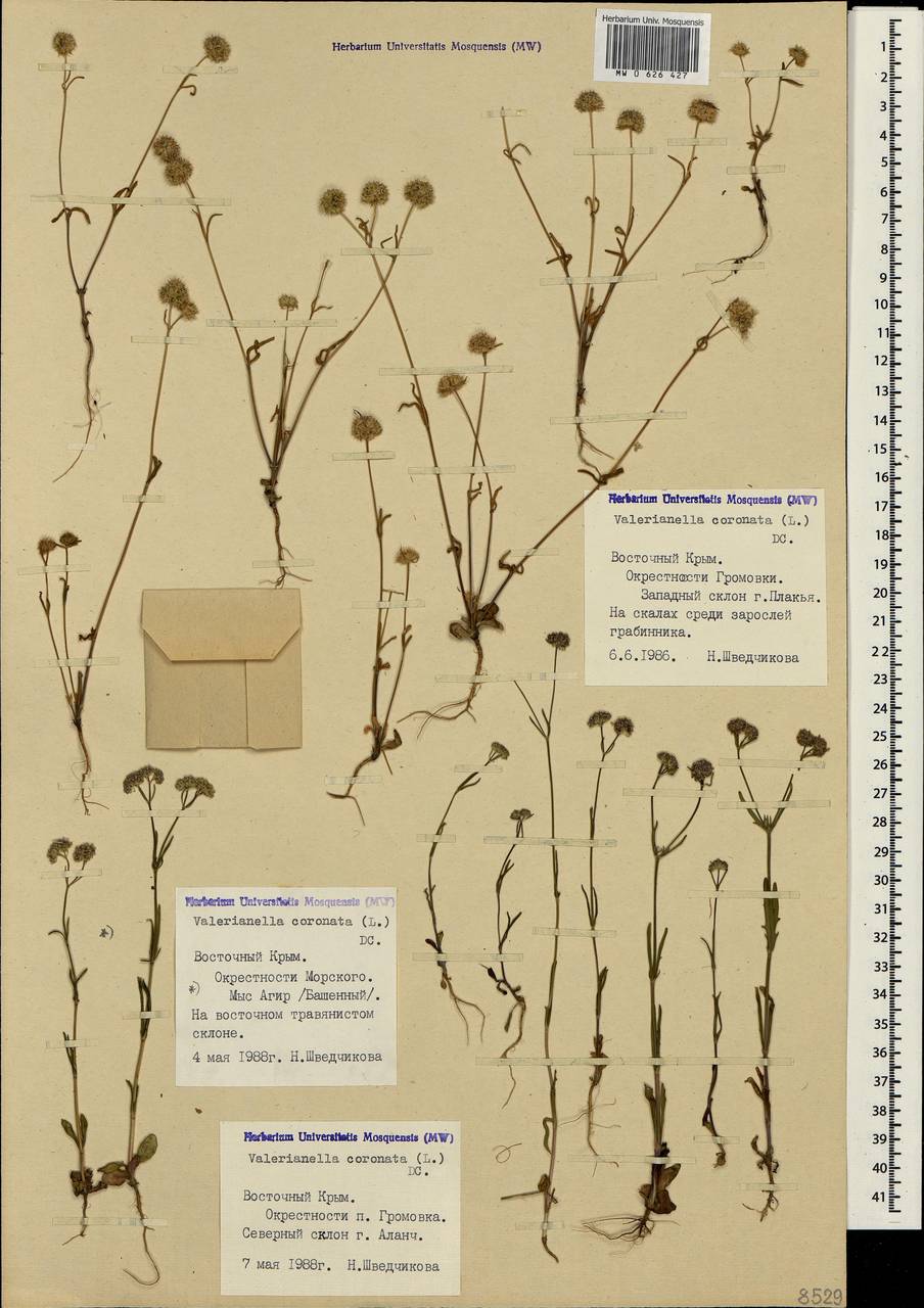 Valerianella coronata (L.) DC., Crimea (KRYM) (Russia)