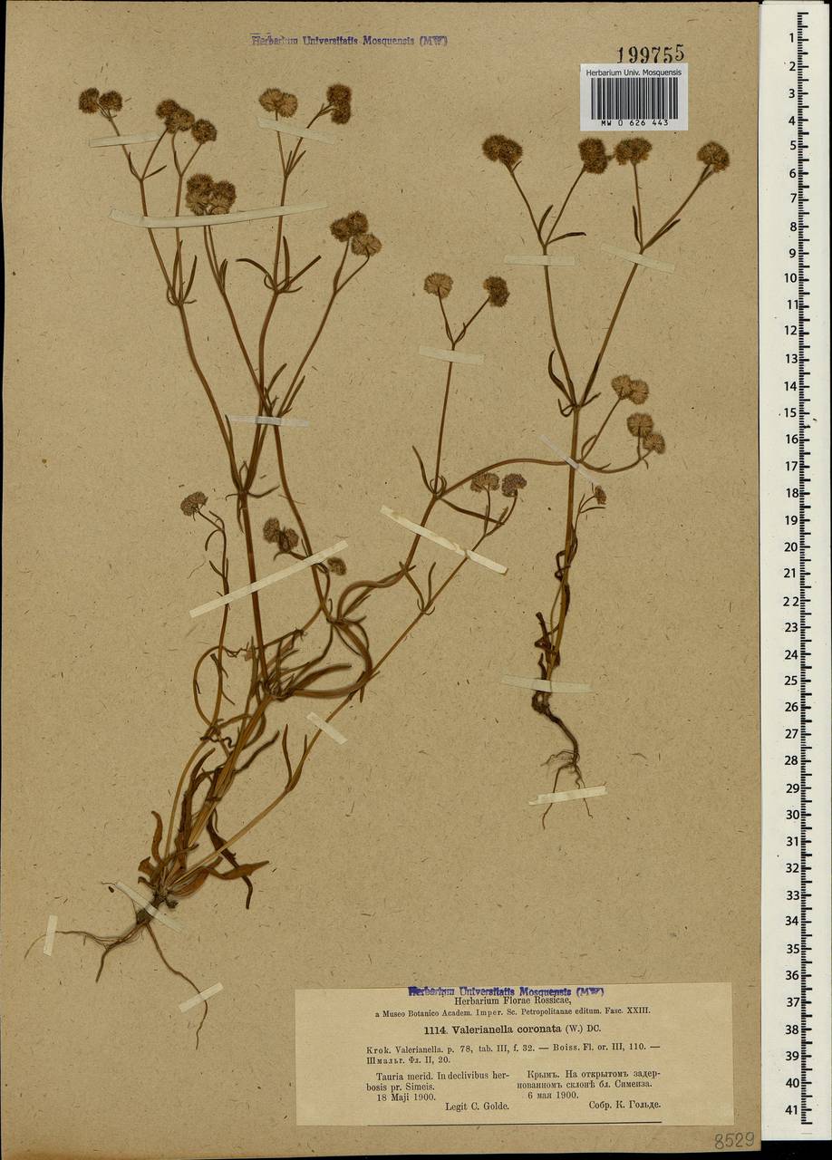 Valerianella coronata (L.) DC., Crimea (KRYM) (Russia)