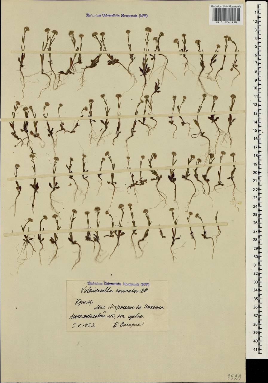 Valerianella coronata (L.) DC., Crimea (KRYM) (Russia)
