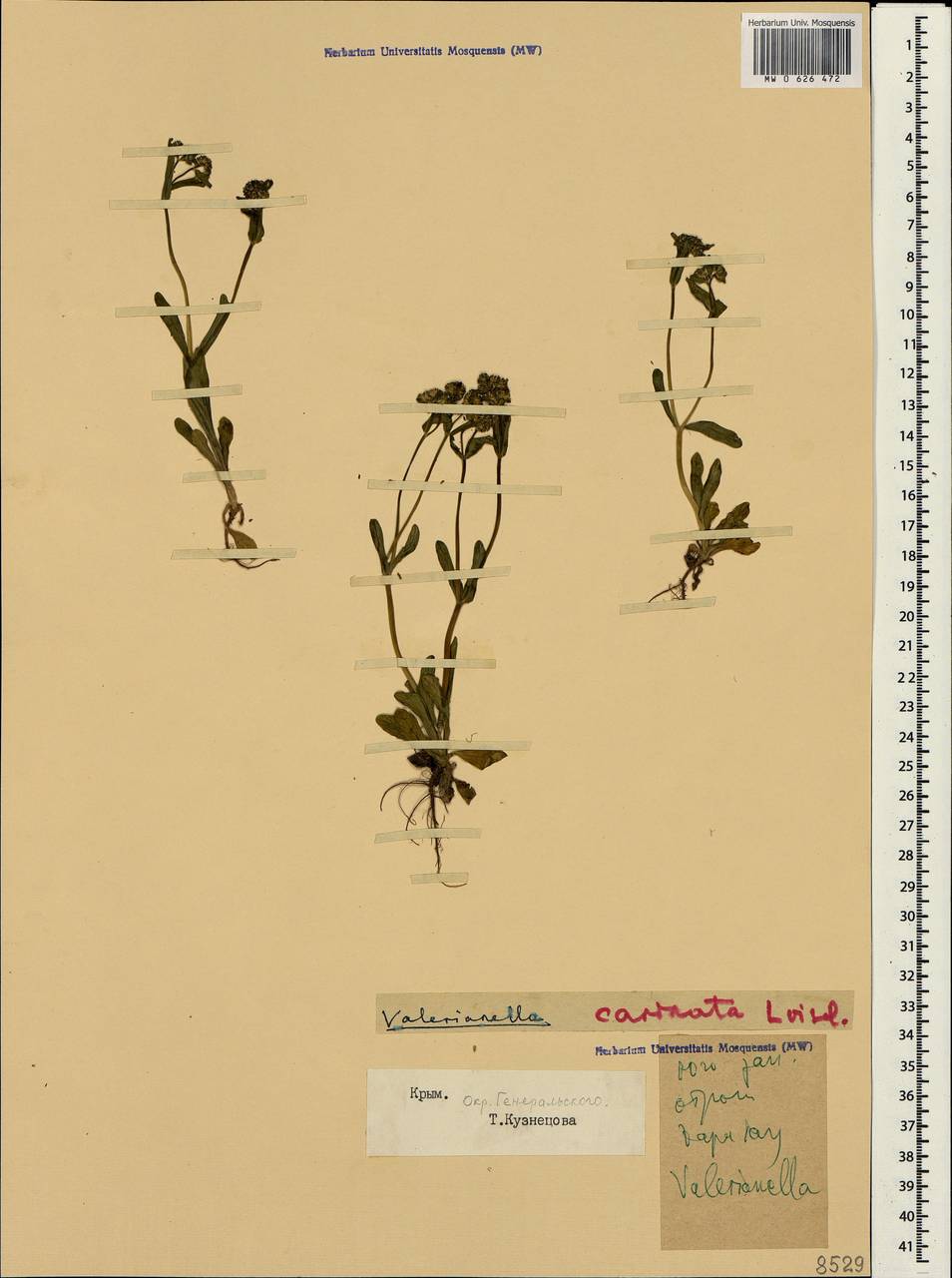 Valerianella carinata Loisel., Crimea (KRYM) (Russia)