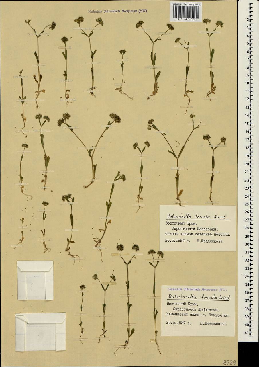 Valerianella locusta (L.) Laterr., Crimea (KRYM) (Russia)