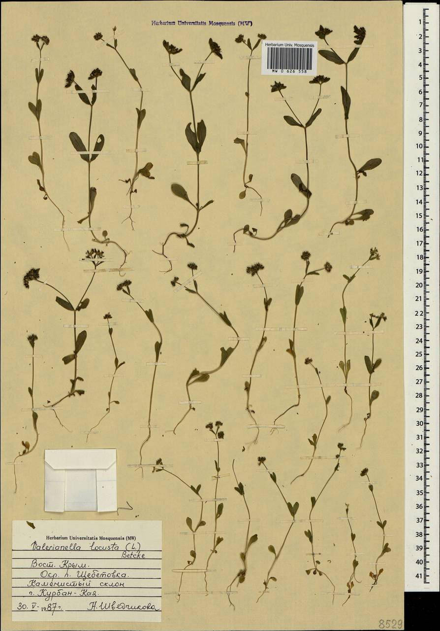 Valerianella locusta (L.) Laterr., Crimea (KRYM) (Russia)