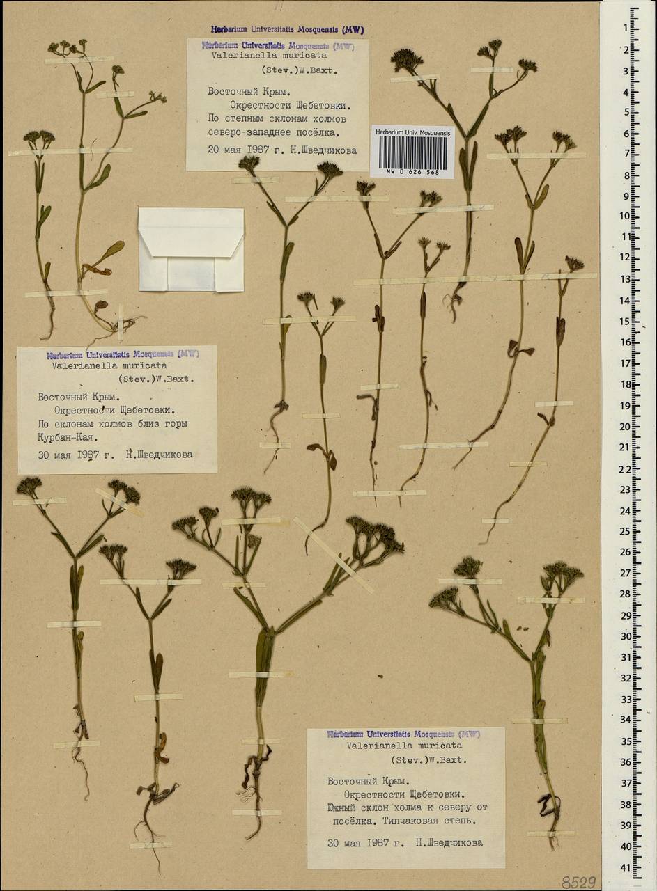 Valerianella eriocarpa Desv., Crimea (KRYM) (Russia)
