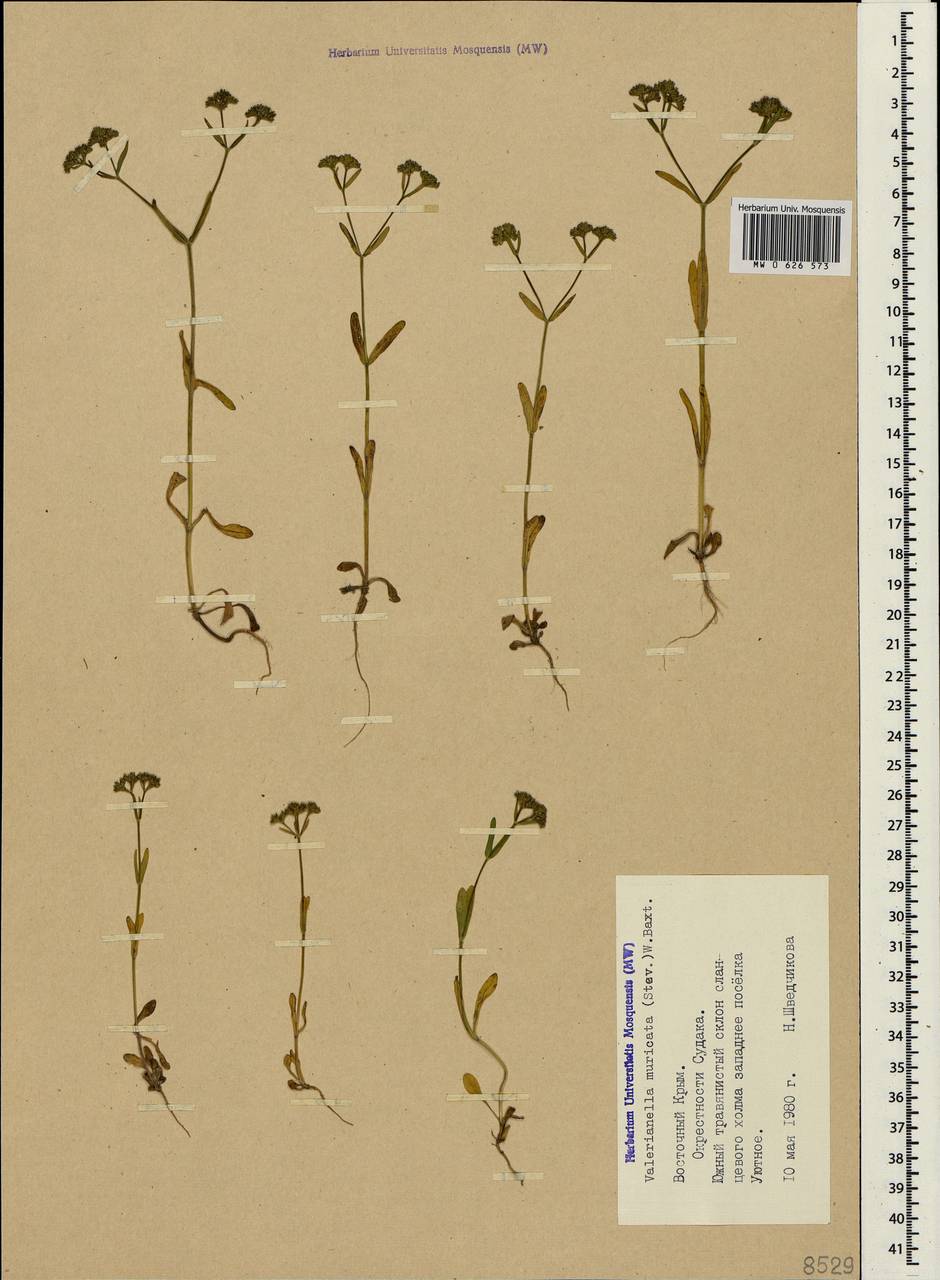 Valerianella eriocarpa Desv., Crimea (KRYM) (Russia)