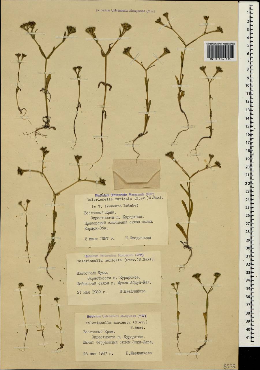 Valerianella eriocarpa Desv., Crimea (KRYM) (Russia)