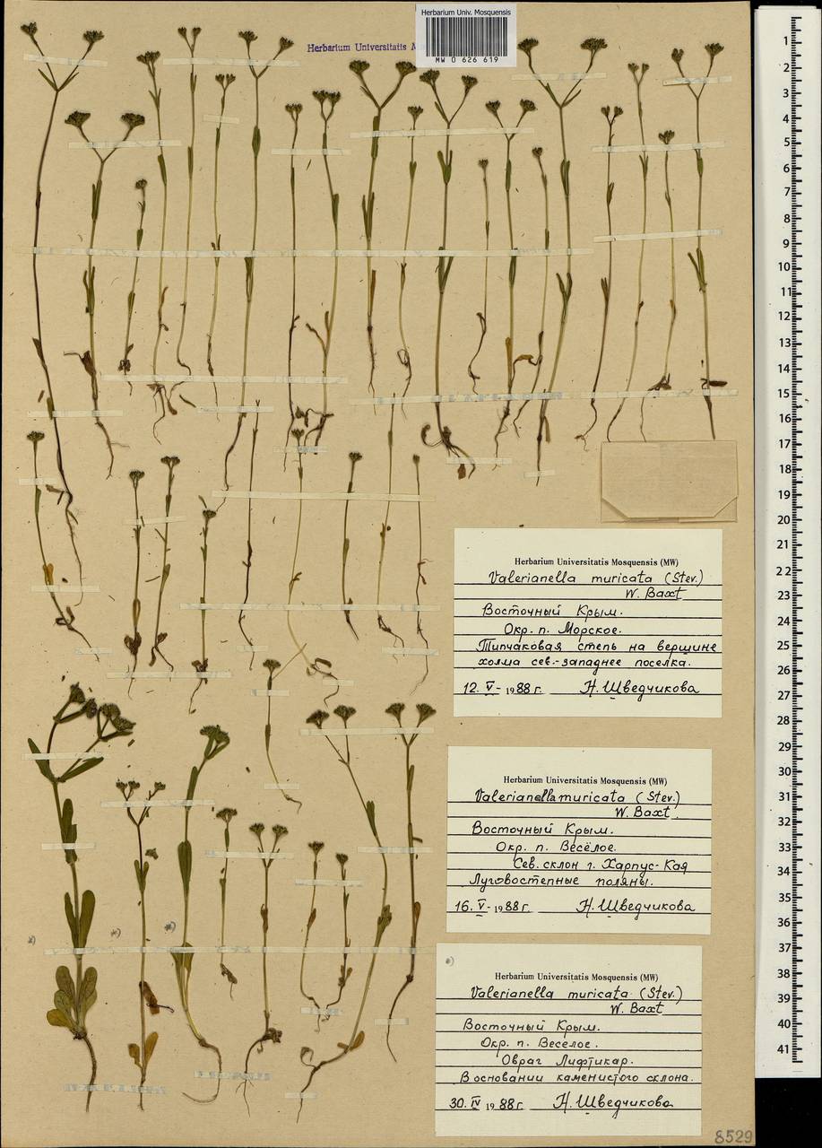 Valerianella eriocarpa Desv., Crimea (KRYM) (Russia)