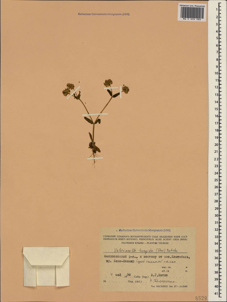 Valerianella turgida (Stev.) Betcke, Crimea (KRYM) (Russia)