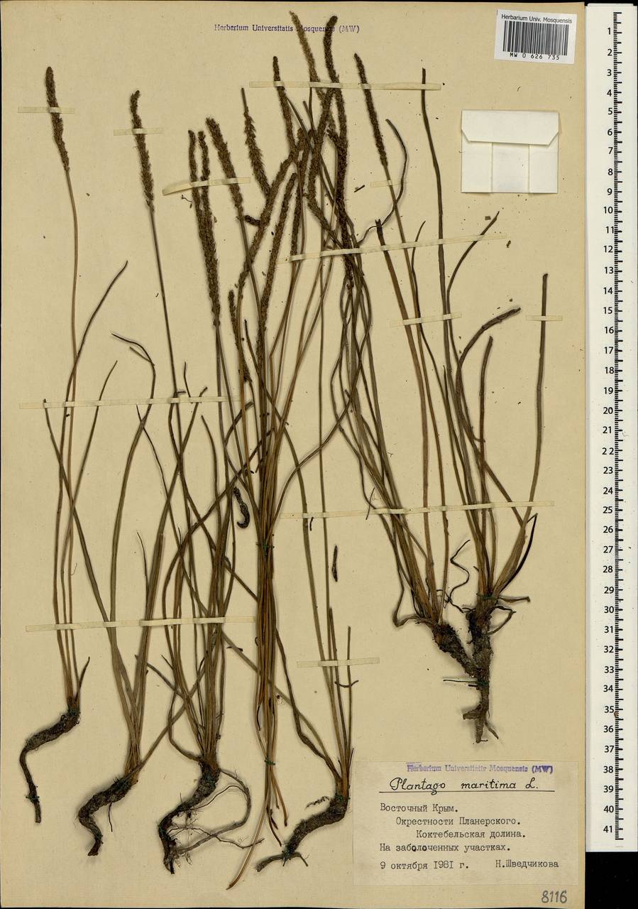 Plantago maritima L., Crimea (KRYM) (Russia)