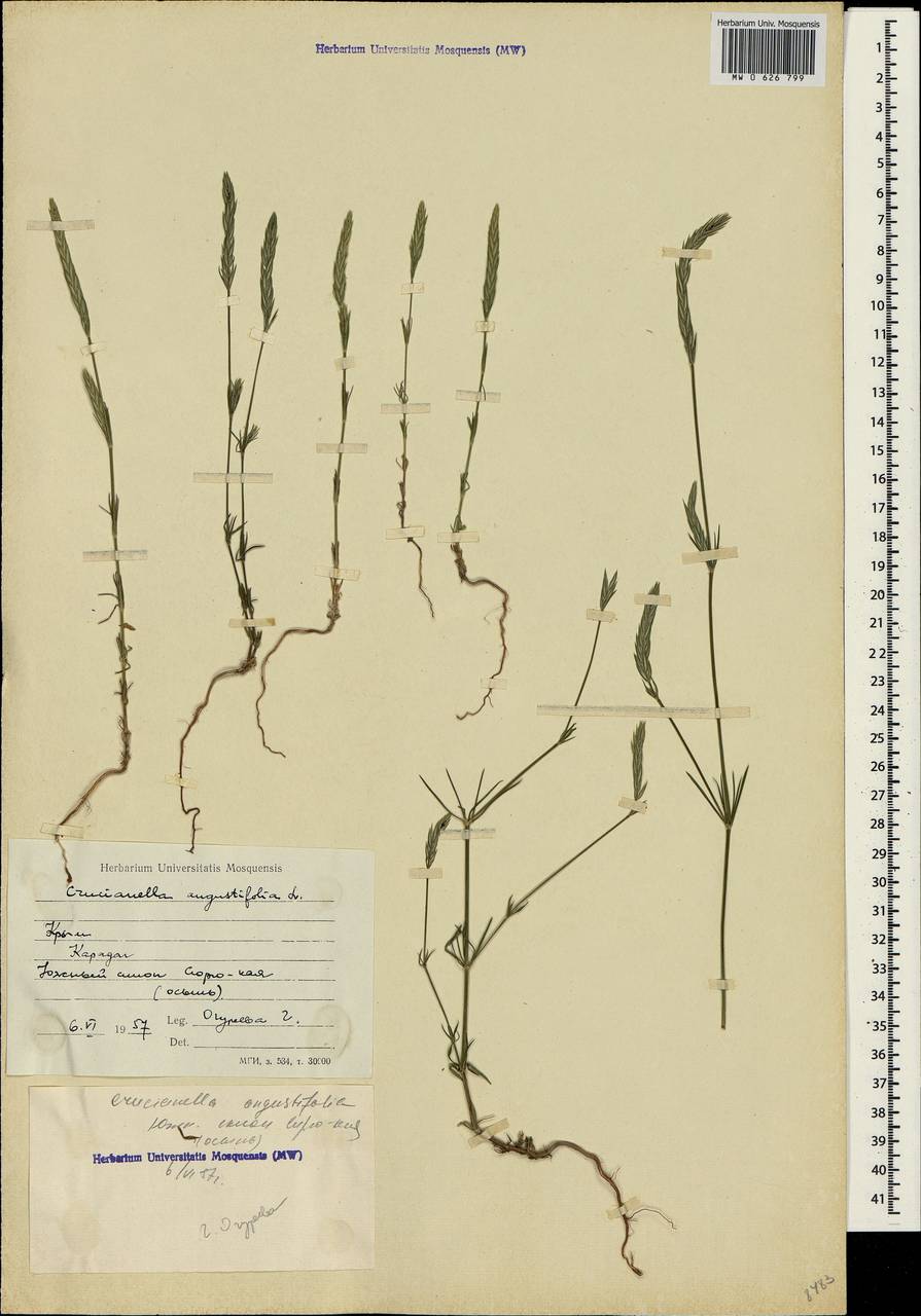 Crucianella angustifolia L., Crimea (KRYM) (Russia)