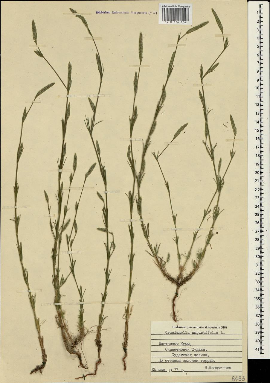 Crucianella angustifolia L., Crimea (KRYM) (Russia)