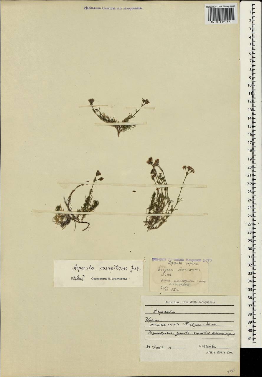 Cynanchica supina subsp. caespitans (Juz.) P.Caputo & Del Guacchio, Crimea (KRYM) (Russia)