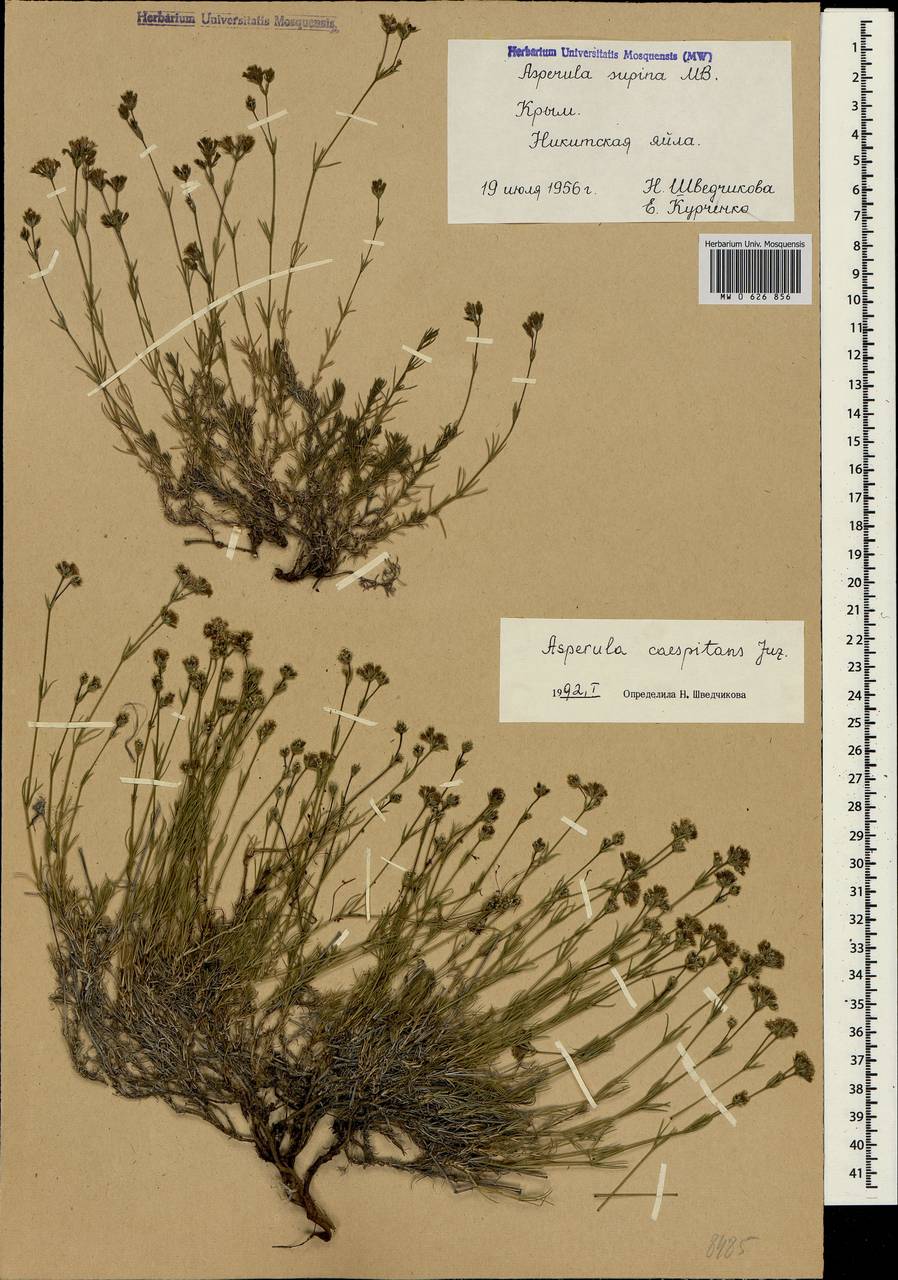Asperula supina subsp. caespitans (Juz.) Pjatunina, Crimea (KRYM) (Russia)