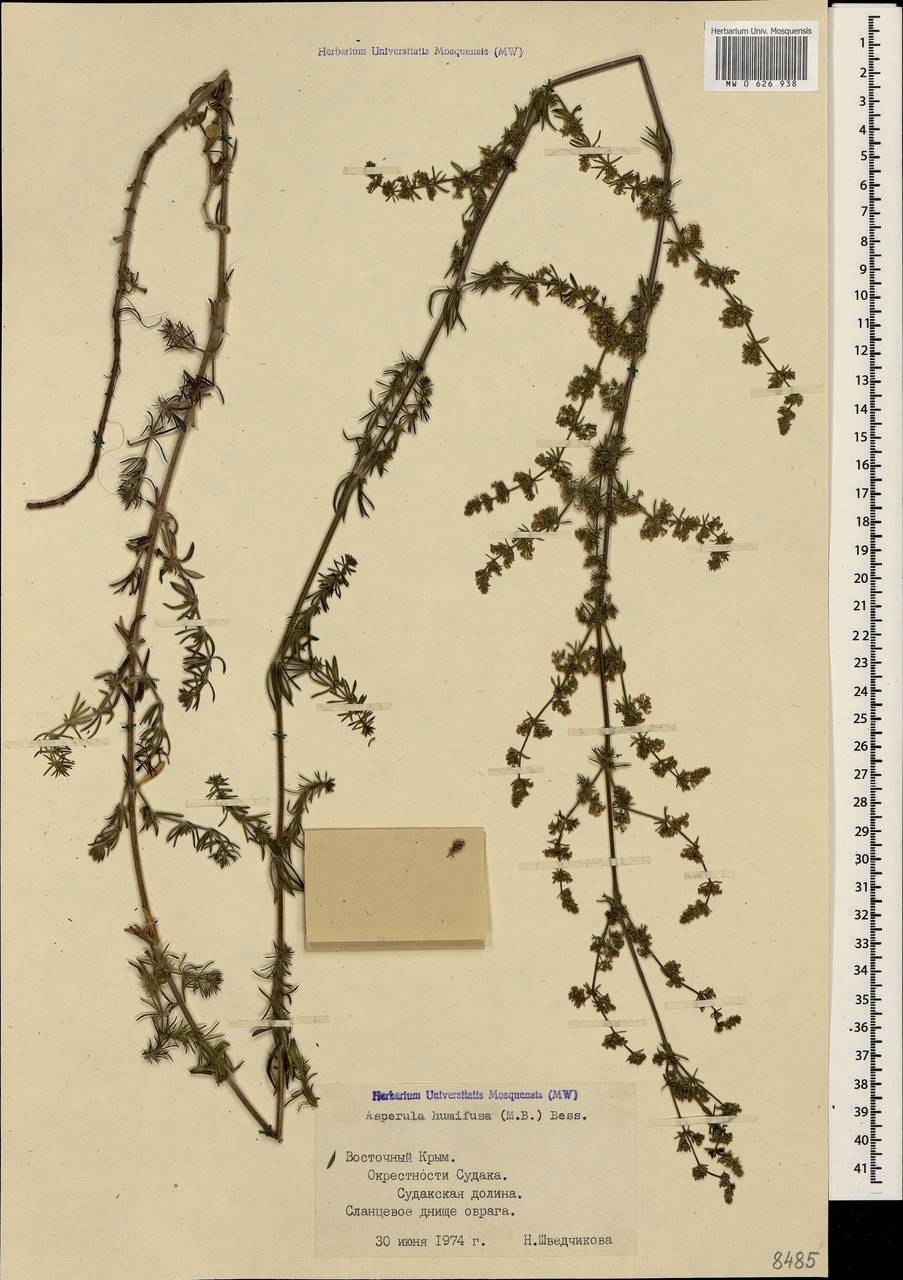 Galium humifusum M.Bieb., Crimea (KRYM) (Russia)