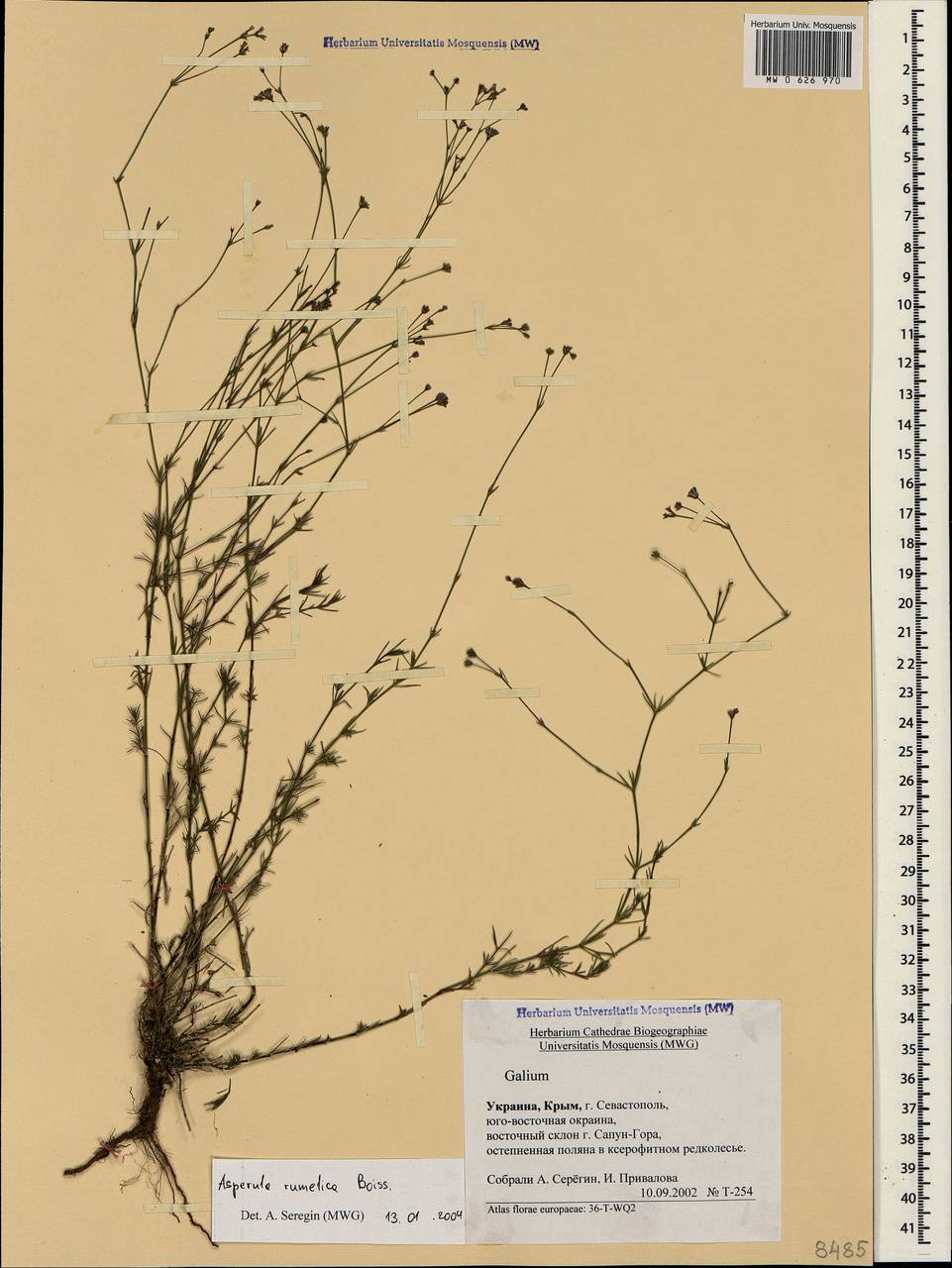 Cynanchica rumelica (Boiss.) P.Caputo & Del Guacchio, Crimea (KRYM) (Russia)
