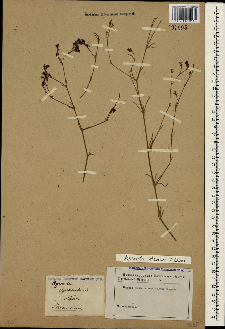 Cynanchica tenella (Heuff. ex Degen) P.Caputo & Del Guacchio, Crimea (KRYM) (Russia)