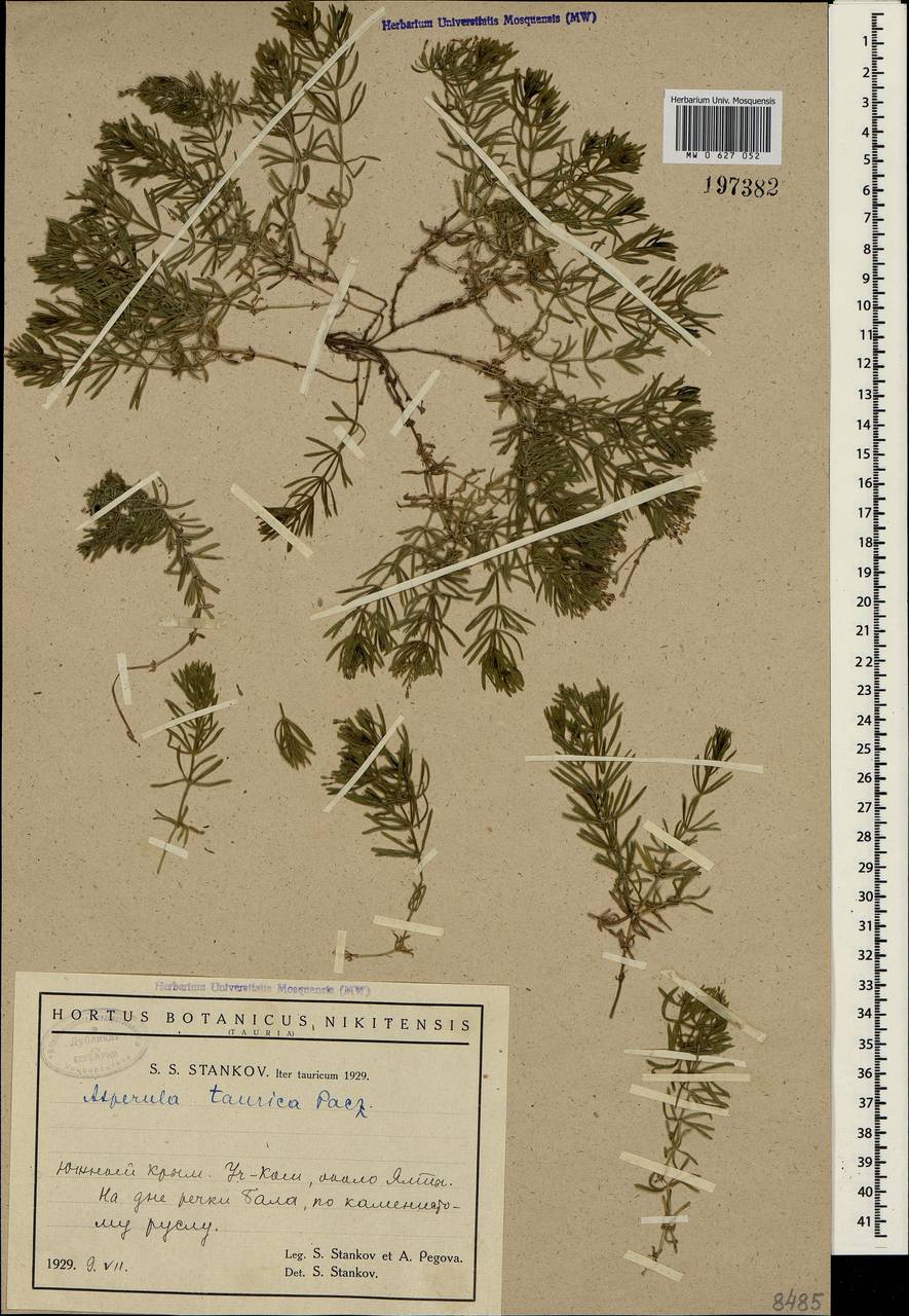 Asperula cretacea Willd. ex Roem. & Schult., Crimea (KRYM) (Russia)