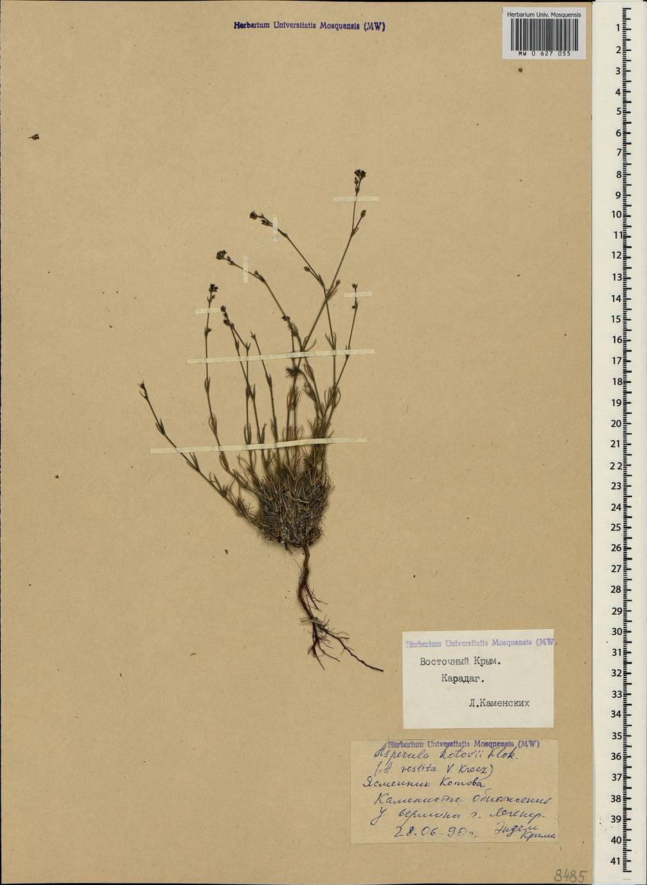 Cynanchica supina subsp. supina, Crimea (KRYM) (Russia)