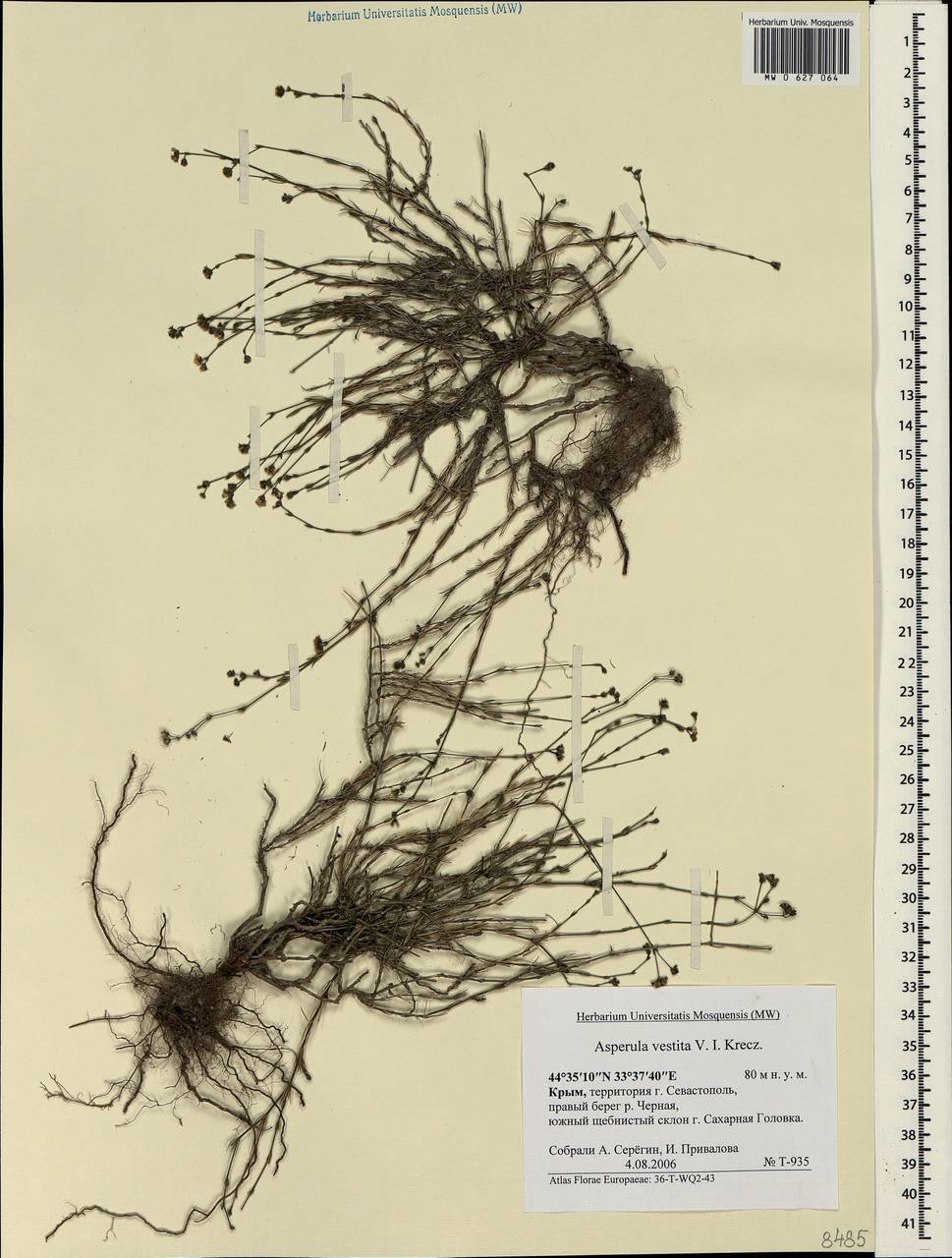 Cynanchica supina subsp. supina, Crimea (KRYM) (Russia)