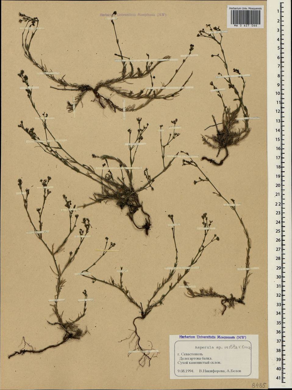 Cynanchica supina subsp. supina, Crimea (KRYM) (Russia)