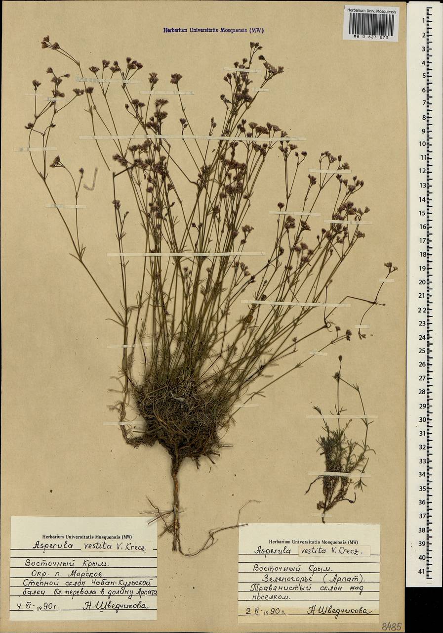 Cynanchica supina subsp. supina, Crimea (KRYM) (Russia)