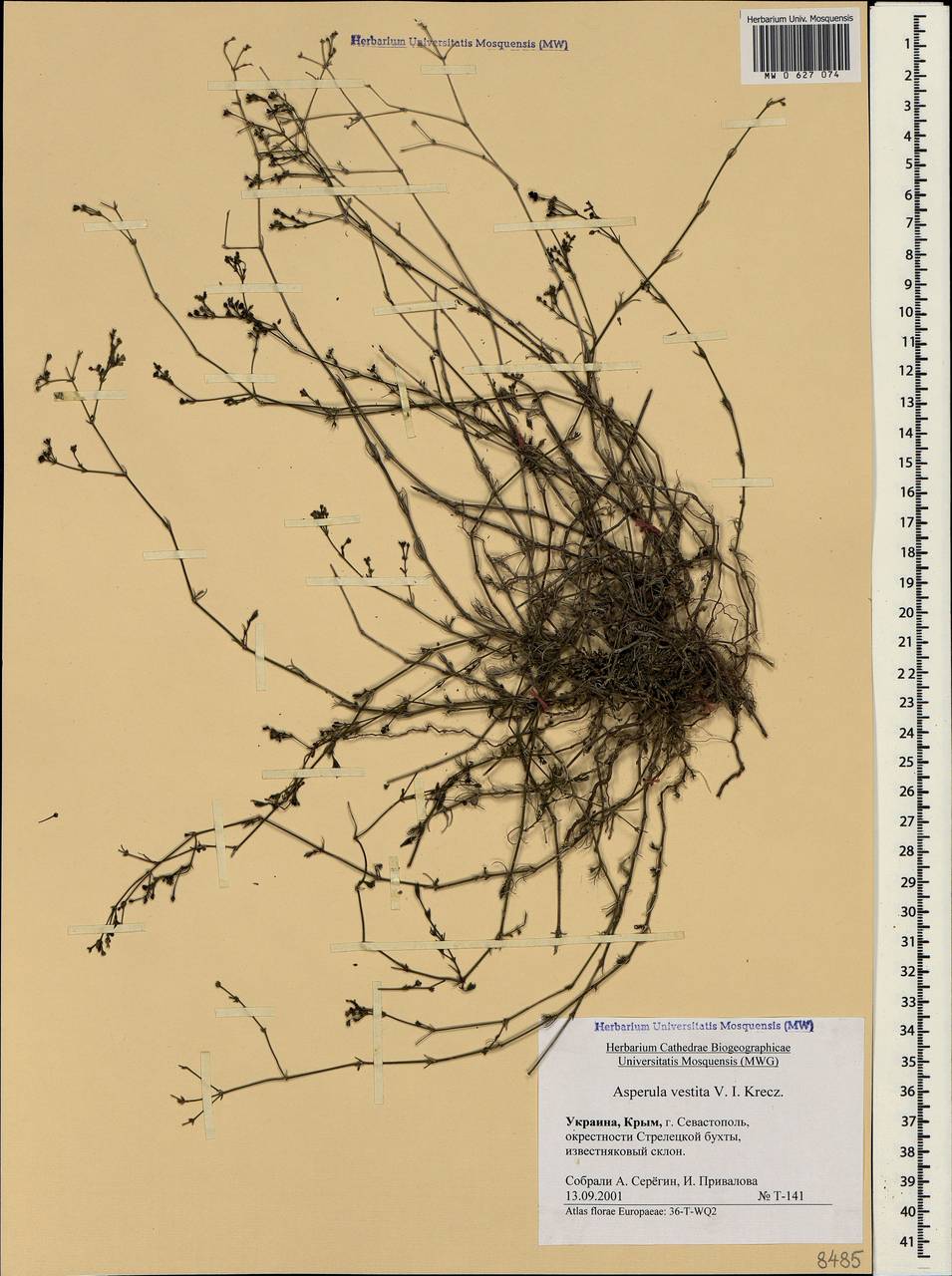 Cynanchica supina subsp. supina, Crimea (KRYM) (Russia)