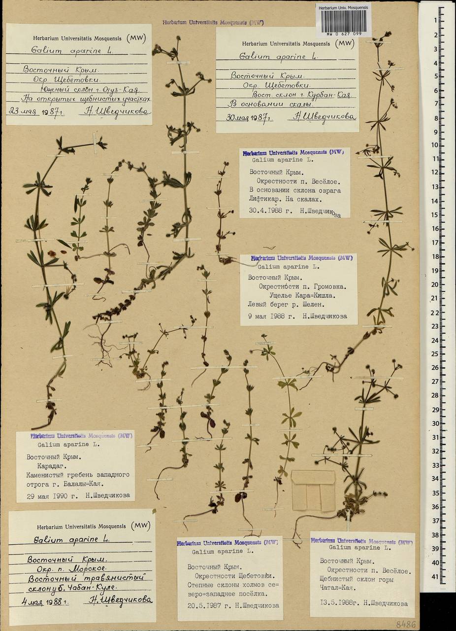 Galium aparine L., Crimea (KRYM) (Russia)