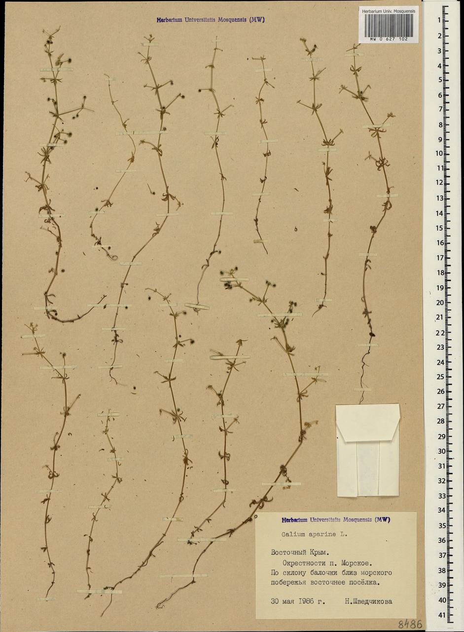 Galium aparine L., Crimea (KRYM) (Russia)