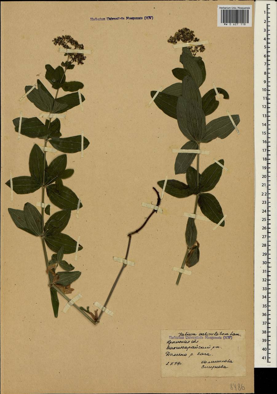 Galium rubioides L., Crimea (KRYM) (Russia)