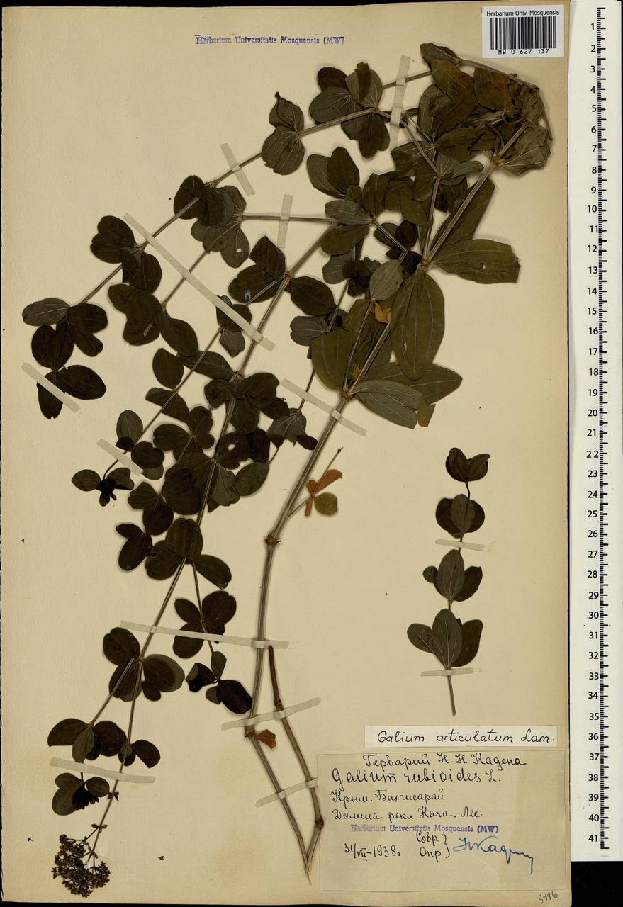 Galium rubioides L., Crimea (KRYM) (Russia)