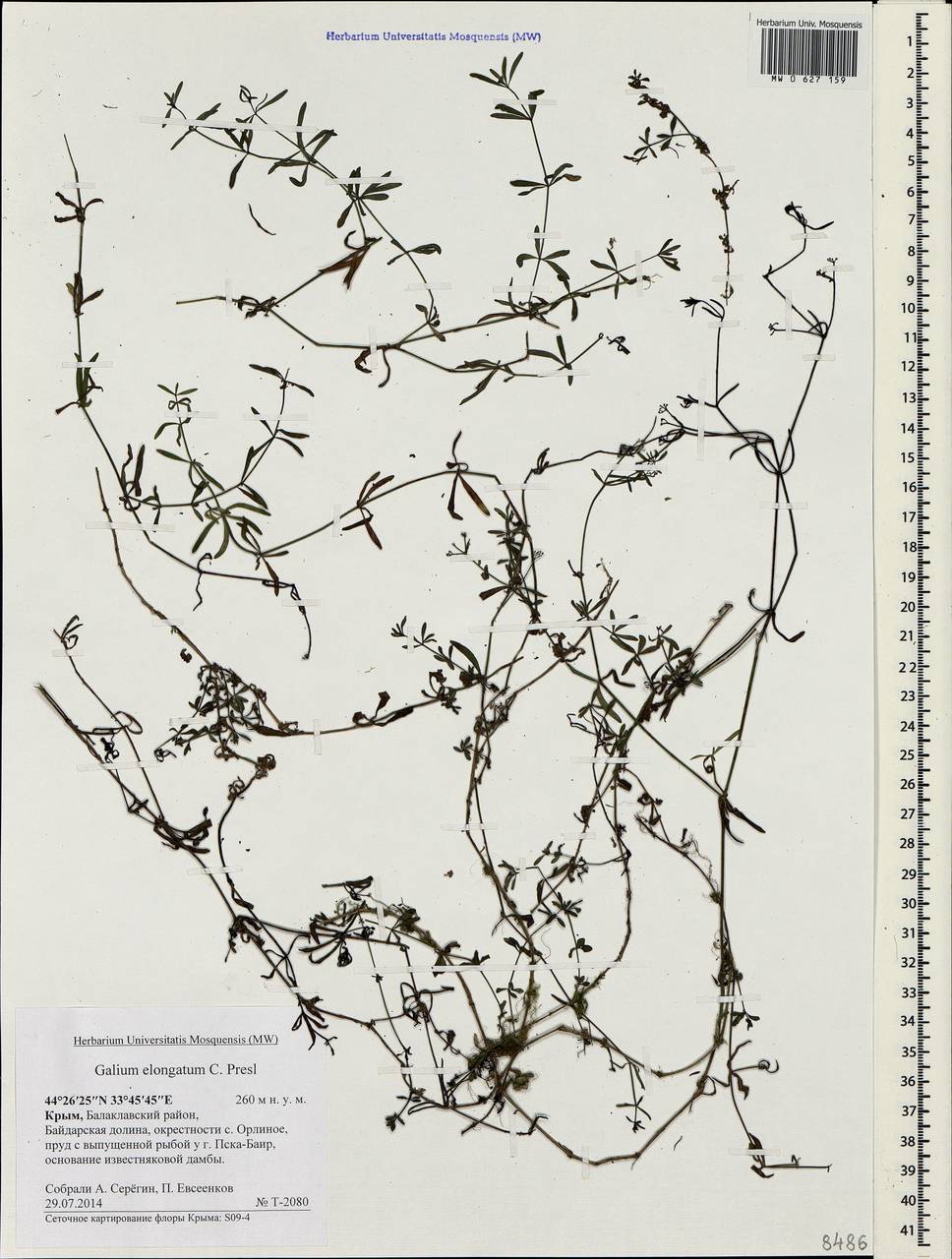 Galium elongatum C.Presl, Crimea (KRYM) (Russia)