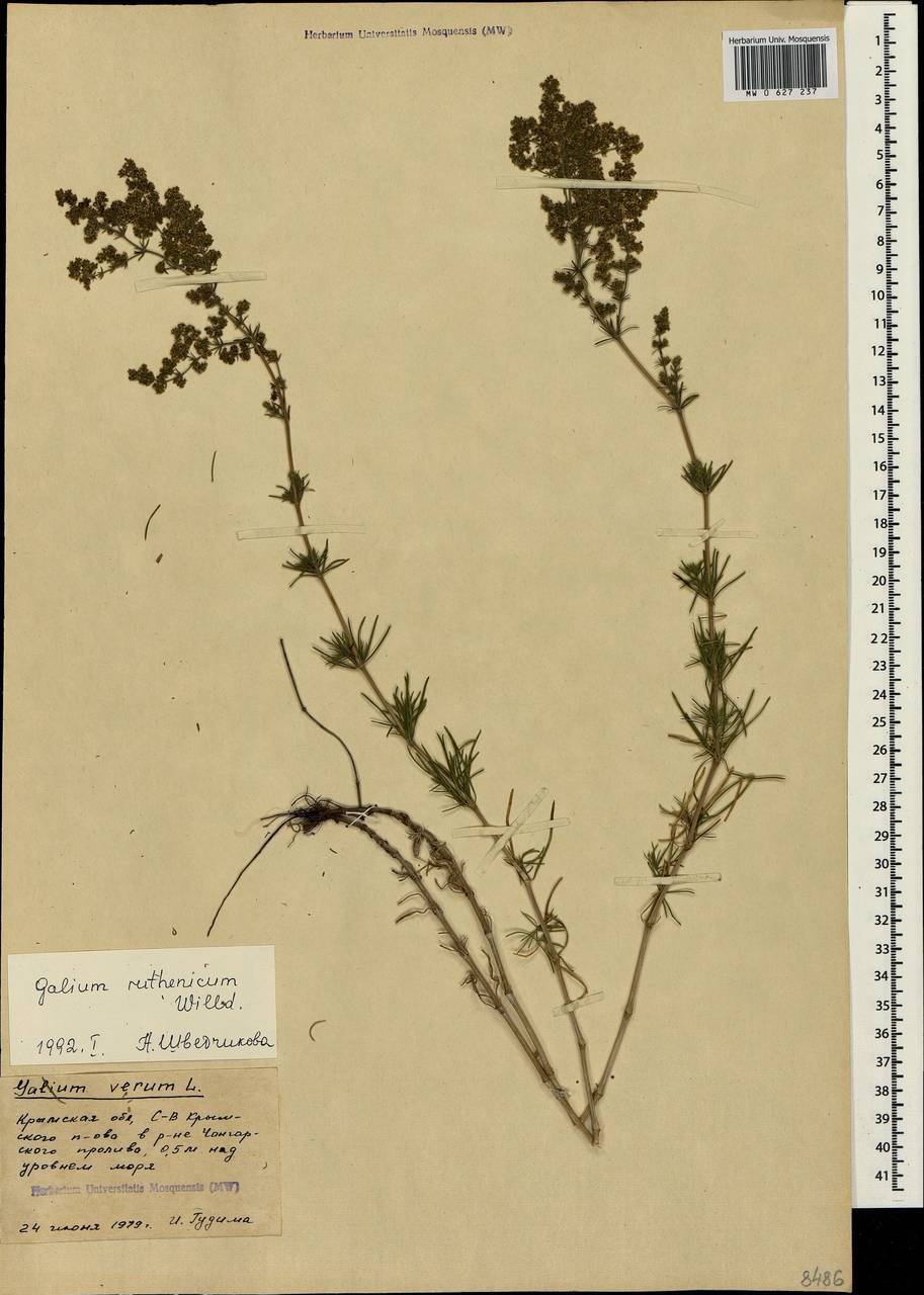 Galium verum subsp. verum, Crimea (KRYM) (Russia)