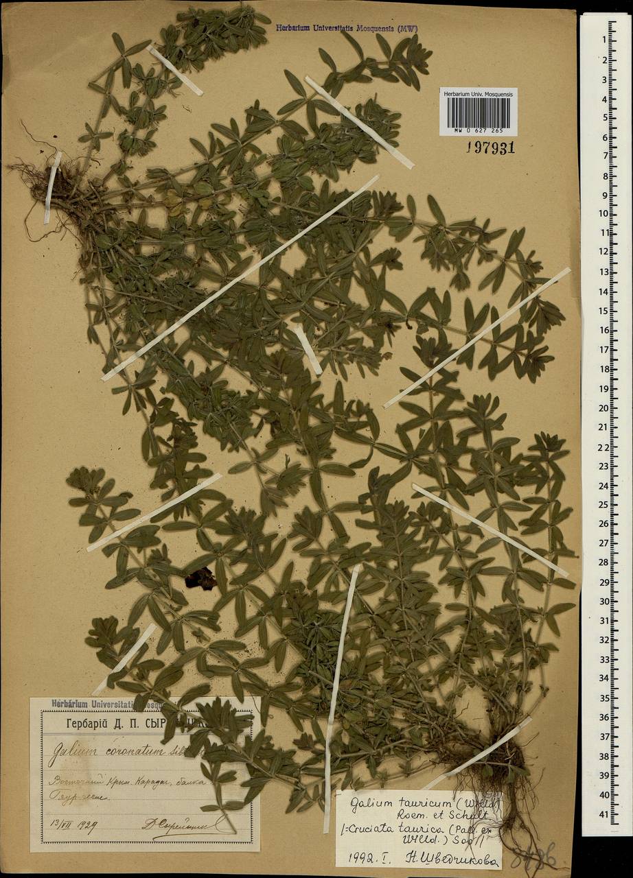 Cruciata taurica (Pall. ex Willd.) Ehrend., Crimea (KRYM) (Russia)