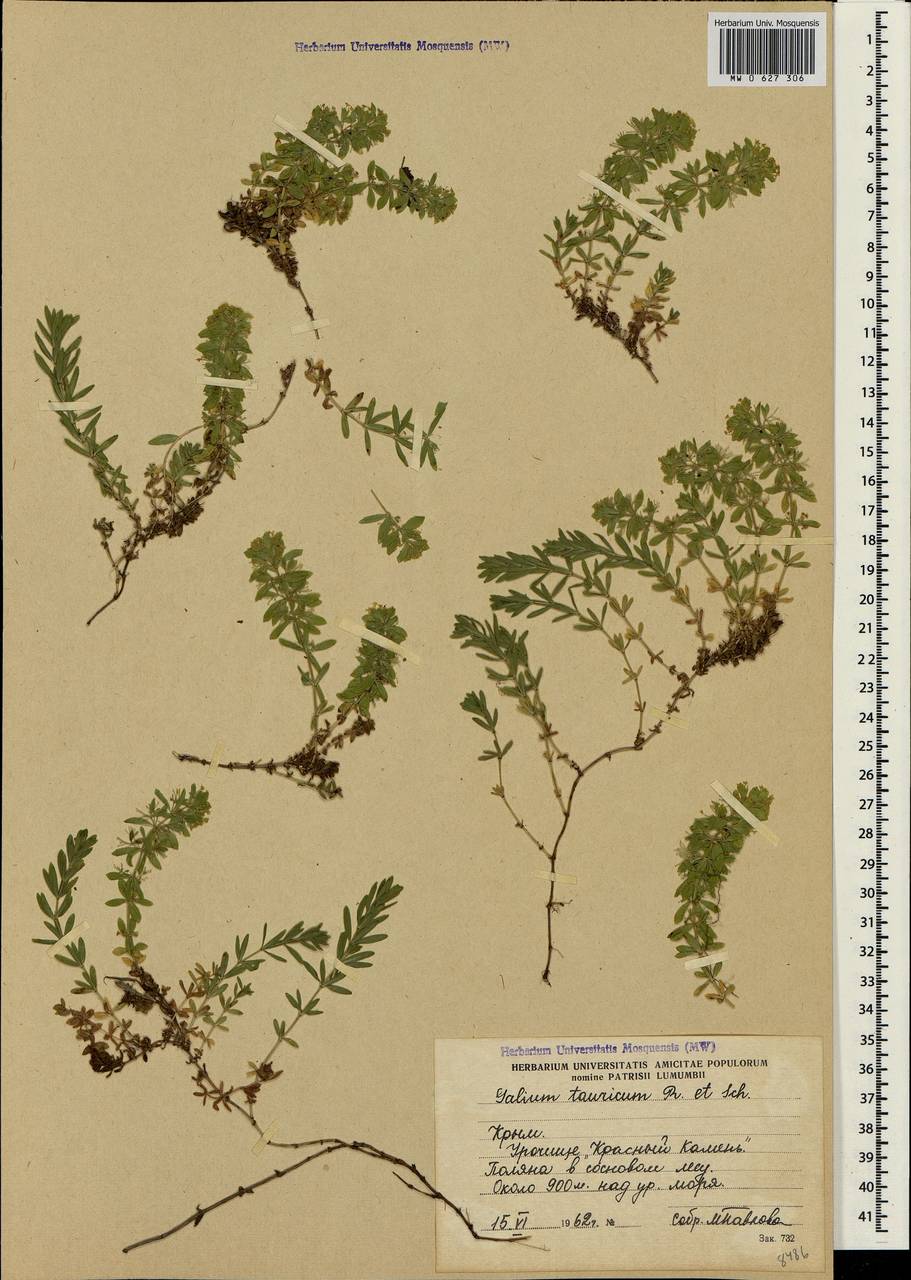 Cruciata taurica (Pall. ex Willd.) Ehrend., Crimea (KRYM) (Russia)