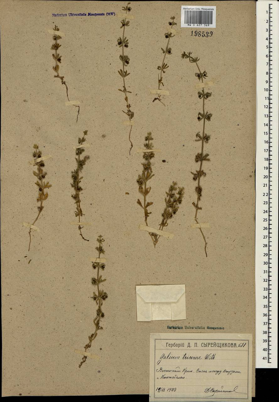 Galium tricornutum Dandy, Crimea (KRYM) (Russia)