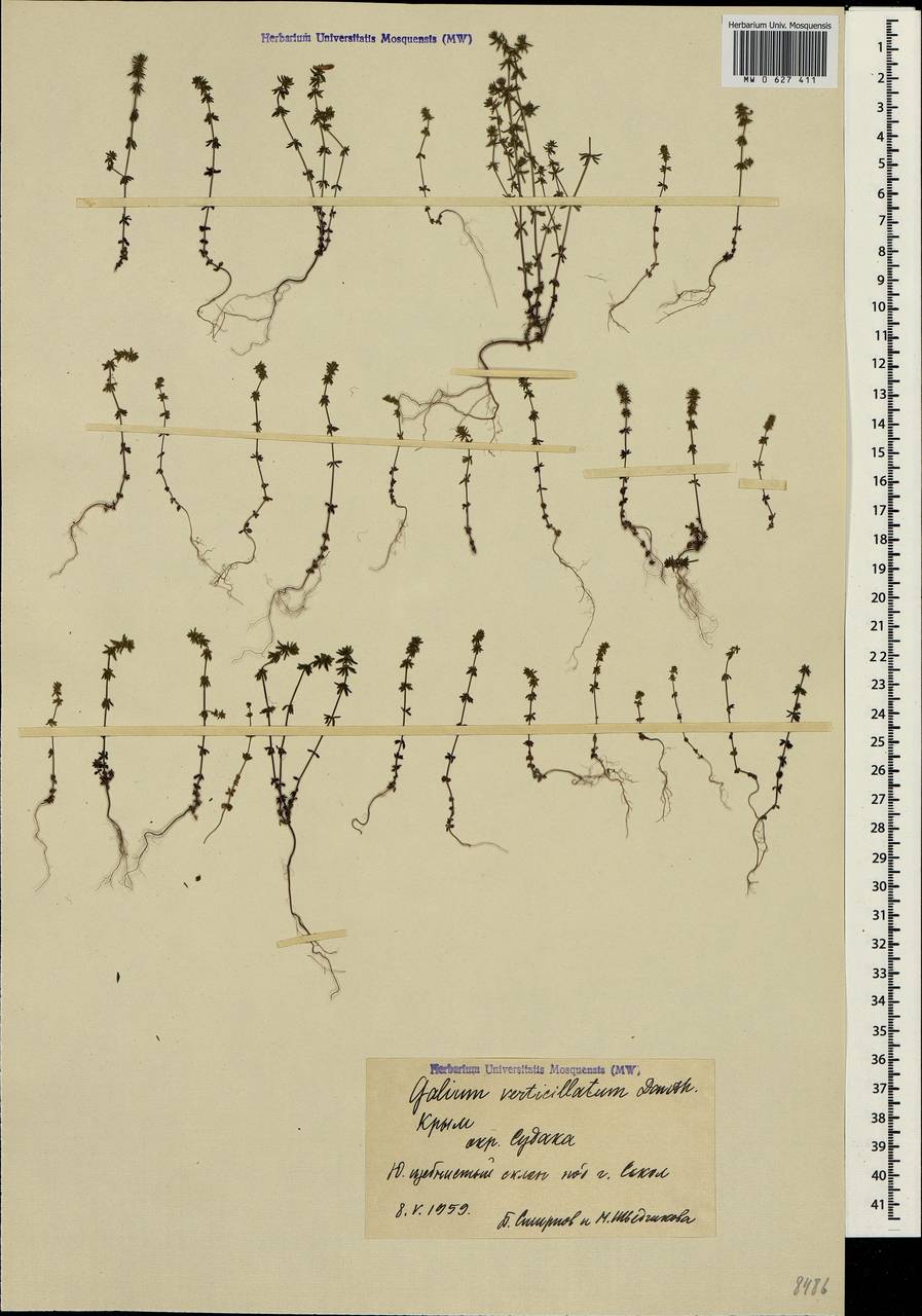 Galium verticillatum Danth., Crimea (KRYM) (Russia)