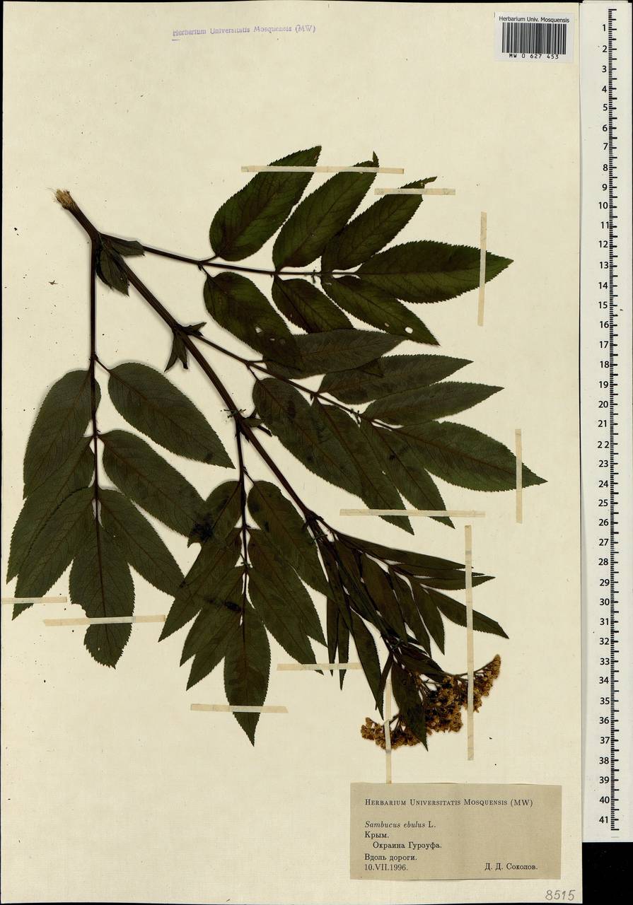Sambucus ebulus L., Crimea (KRYM) (Russia)