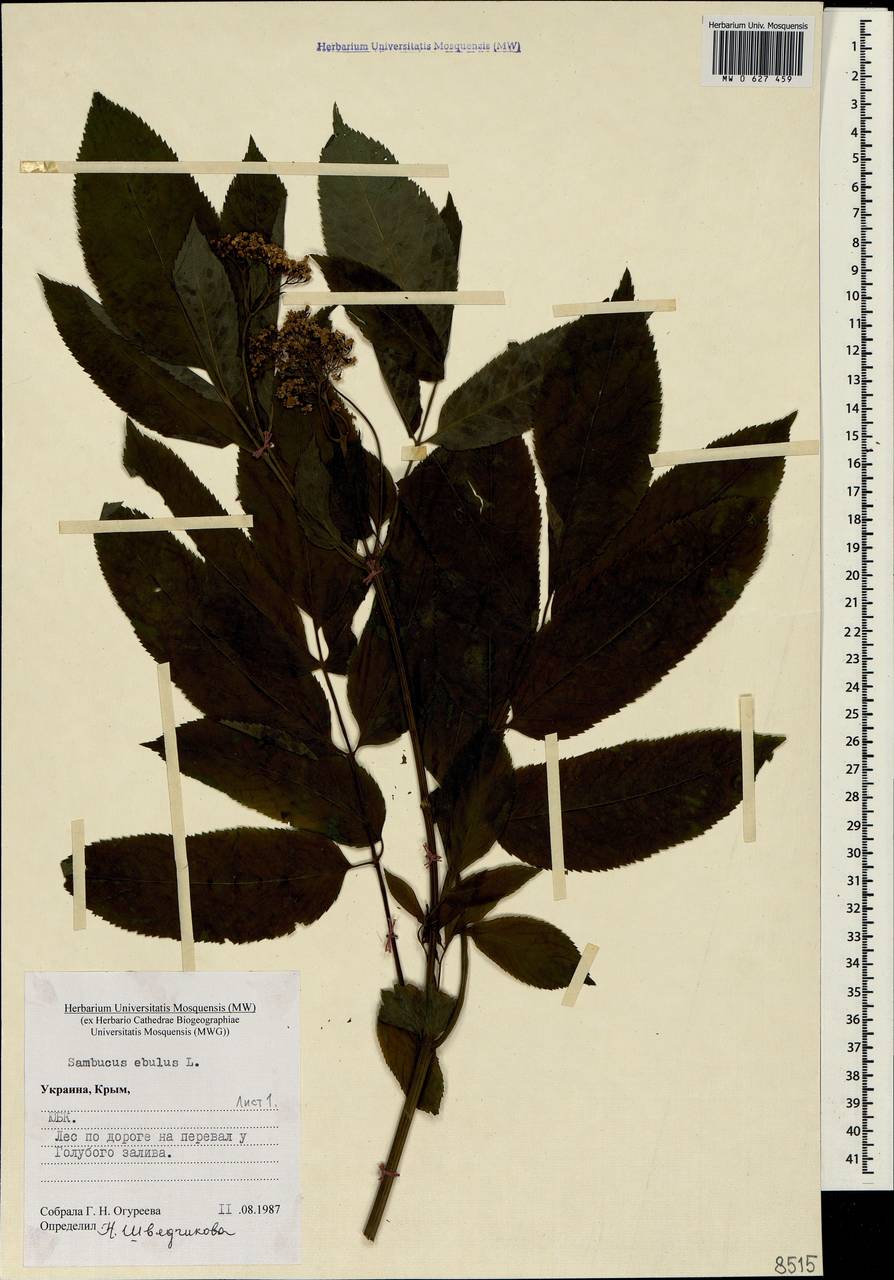 Sambucus ebulus L., Crimea (KRYM) (Russia)