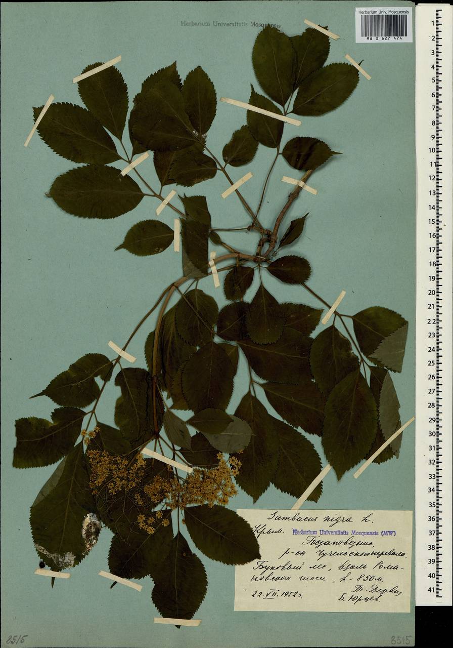Sambucus nigra L., Crimea (KRYM) (Russia)